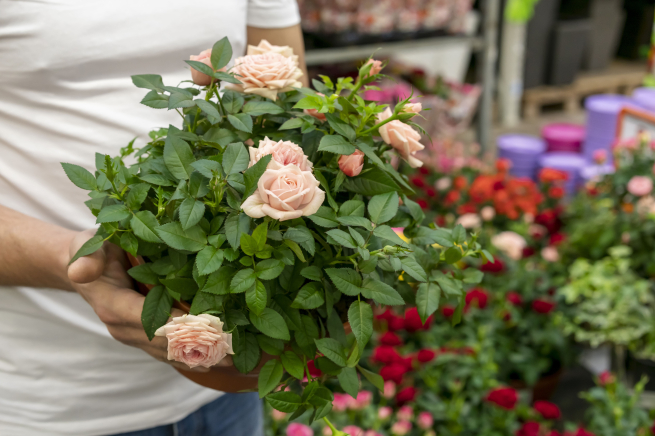 Продажи растений и цветов в сети АШАН в начале года выросли почти в четыре раза