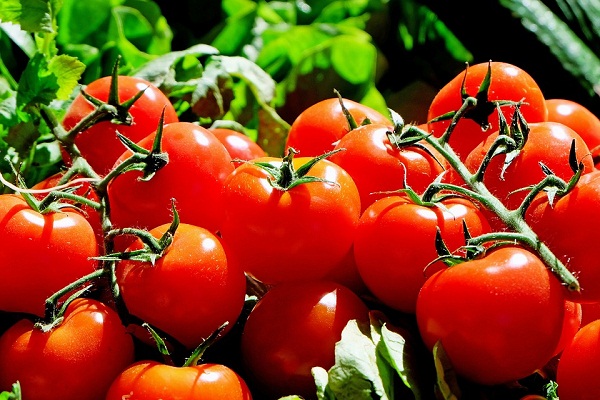 Минсельхоз хочет удвоить квоту на ввоз помидоров из Турции
