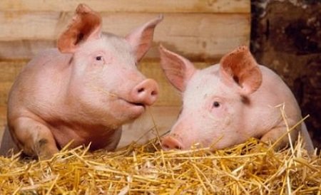Импорт свинины из Бразилии в Россию вырос на 100% с января 2014 г.