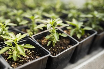 OBI фиксирует рост спроса на рассаду на 15%