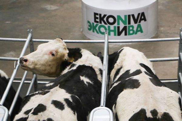ФАС одобрила покупку «ЭкоНивой» основанного Лужковым агрохолдинга