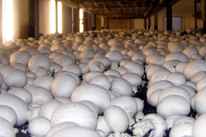 «Магнит» инвестирует почти 2 млрд рублей в выращивание грибов