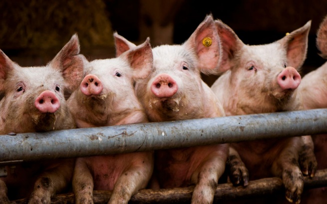 Россия прекращает импорт белорусской свинины