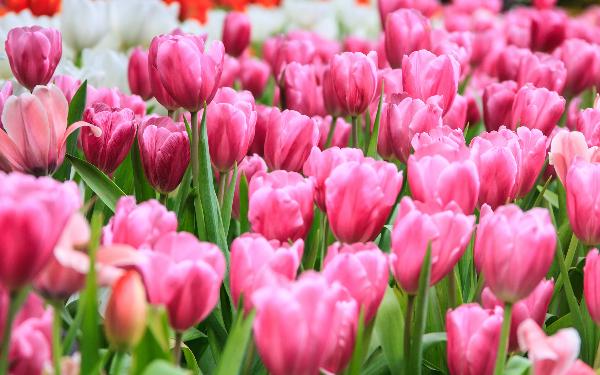 «Лента» расширяет географию своего фестиваля тюльпанов