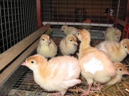 Россельхознадзор с 5 декабря запретил импорт мяса птицы из США в Россию