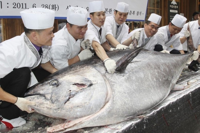 Гигантского тунца продали на аукционе в Японии за $330 тысяч