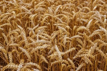 Производителей зерна и свеклы хотят переключить на отечественные семена