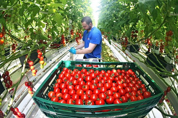 Около миллиона овощей вырастили в 2017 году в российских теплицах