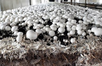 «Магнит» начал поставки в сеть органических грибов собственного производства
