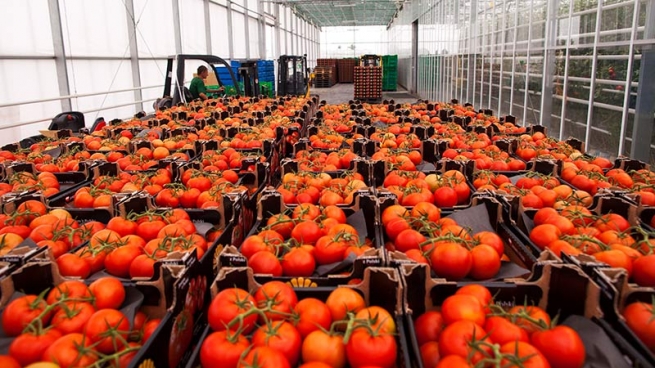 Белоруссия закупила годовой объем турецких помидоров