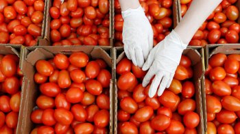 Россия отменила ограничения на ввоз азербайджанских томатов