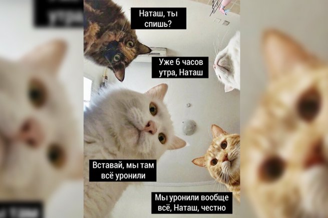 Роспатент зарегистрировал мем про Наташу и ее котов в качестве товарного знака