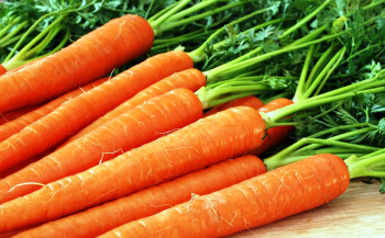 Россияне скупают семена моркови: продажи выросли на 1500%
