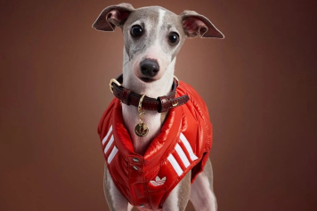 Adidas выпустил зимнюю коллекцию одежды для кошек и собак (ФОТО)