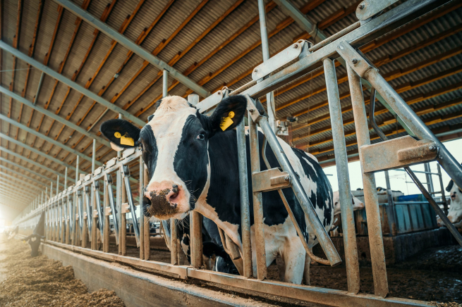 Бельгийские фермеры возмущены ценовой политикой дискаунтеров: на полках молоко стоит меньше, чем вода