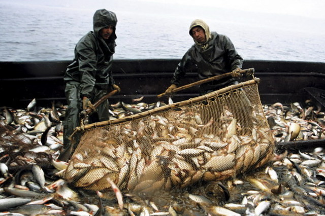 Налоговые поступления от рыбной отрасли снизились в 1,5 раза с 2007 года