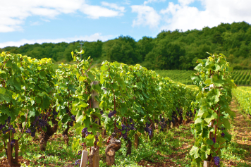 Винодельня в Геленджике «Шато де Талю» нарастила выручку на 5%
