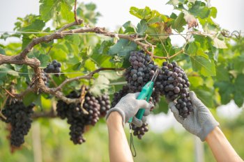 Роскачество отмечает фермерский бум в российском виноделии