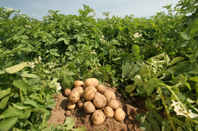 В России введут временные ограничения на ввоз картофеля из Украины