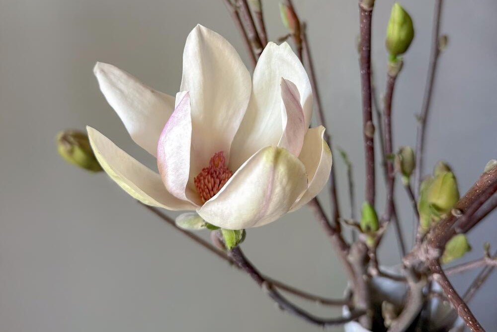 Flowwow: расходы россиян на цветущие ветки выросли в три раза (ФОТО)