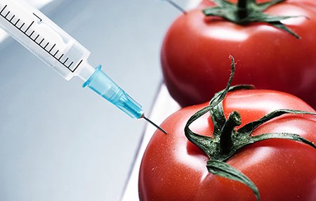 Комиссия правительства РФ одобрила запрет продуктов с ГМО