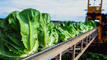 Поставщик сети «Вкусно - и точка» открыл комплекс по выращиванию и переработке салатной продукции