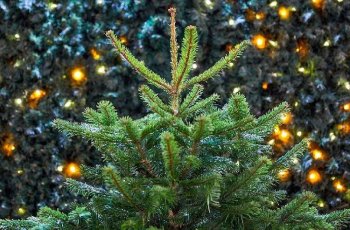 МЕГИ по всей России начали принимать новогодние елки на переработку