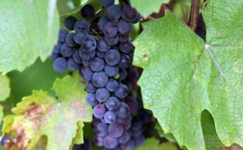 Иностранные компании заинтересовались виноградниками Севастополя