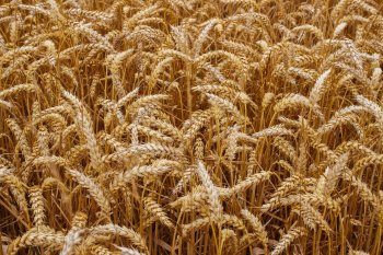 Минсельхоз не рассматривает вопрос об отмене экспортной пошлины на зерно