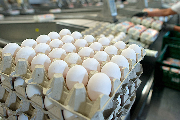 ФАС заинтересовал почти двукратный рост цен на яйца в Казани