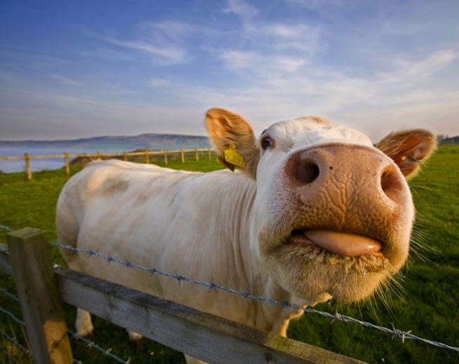 В Россию запрещен ввоз говядины из Румынии