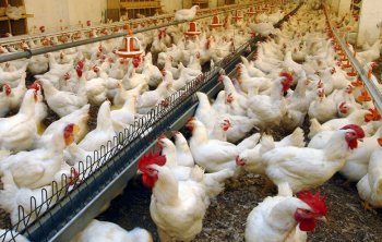 Минсельхоз РФ предлагает ввести полугодовой запрет на экспорт мяса птицы