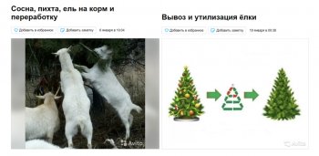 Россияне перерабатывают новогодние елки на корм животным