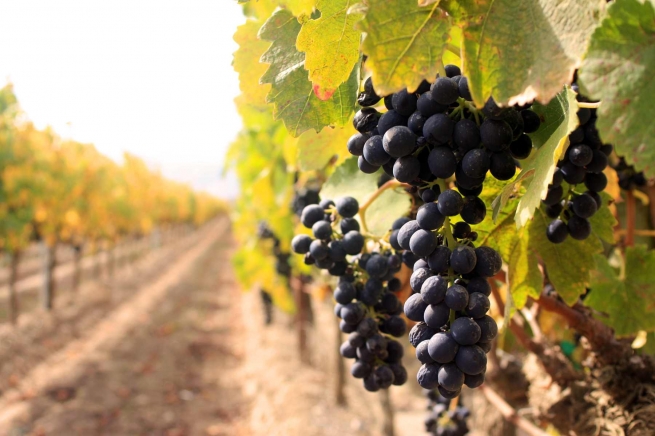 «Мантра» займется виноделием в Краснодарском крае