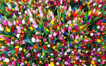 Более 150 тонн цветов ввезли импортеры ЦФО