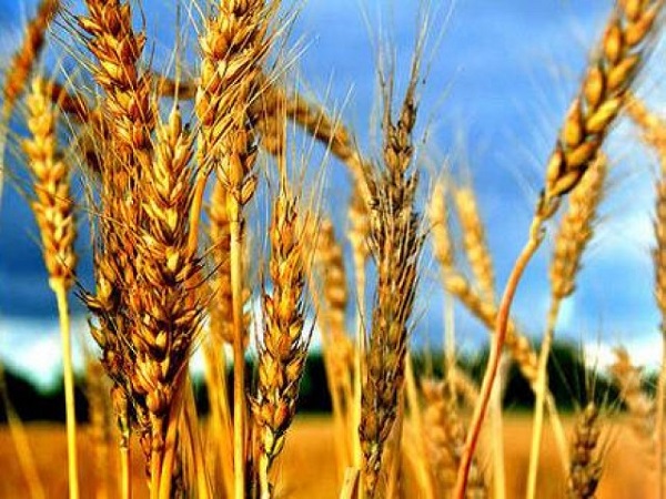 Российские власти утвердили новые экспортные пошлины на пшеницу