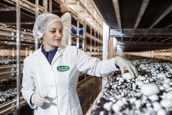 «Магнит» нарастил продажи шампиньонов на 60% за год с момента запуска грибного производства