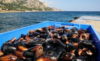 «Рыбный союз» предупредил о росте цен на мидии