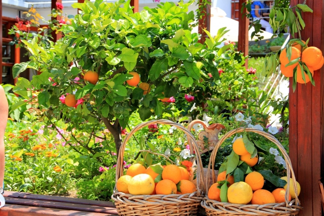 Греция хочет наладить импорт апельсинов, персиков и клубники в Россию 