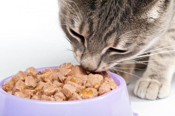 Роскачество: Влажные корма для кошек нельзя назвать полнорационными