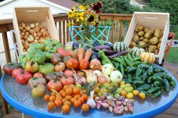 Овощи с дачных огородов могут появиться в супермаркетах