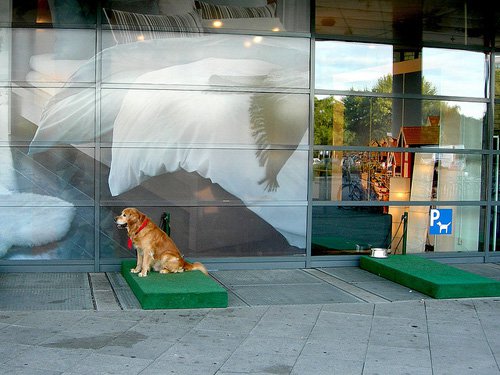У крупных торговых центров Москвы построят парковки для собак