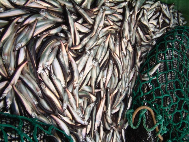 Запрещенный импорт рыбы в Россию возместят Фареры и Гренландия