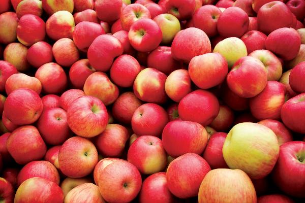 Россельхознадзор отменил ограничения на поставку яблок из Белоруссии
