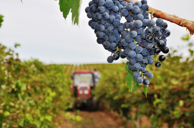 Новый законопроект о виноградарстве и виноделии прошел первое чтение