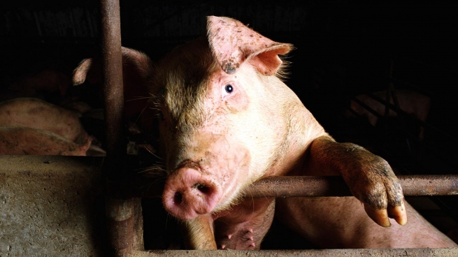 Белорусскому «Белатмиту» запретили поставлять свинину в РФ