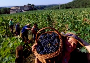 Шведская компания Inkerman за 5 лет высадит 1000 га виноградников в Крыму