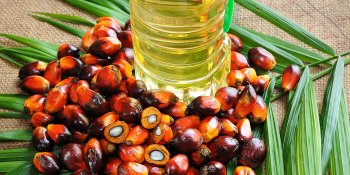 Государственная Дума: в России могут ввести запрет на использование пальмового масла в некоторых продуктах
