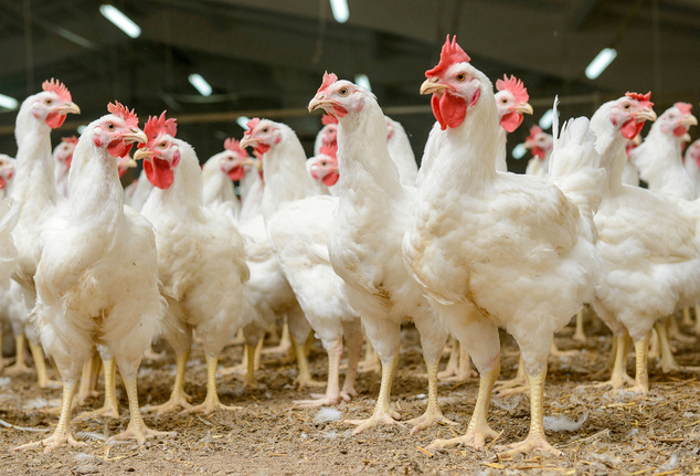 30% курицы в России соответствует знаку качества