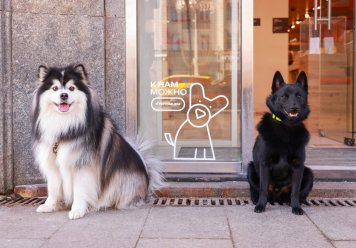 «МТС» внедрила pet-friendly концепцию в своих магазинах